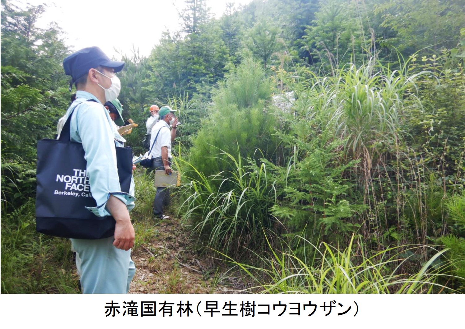 赤滝国有林（早生樹コウヨウザン）