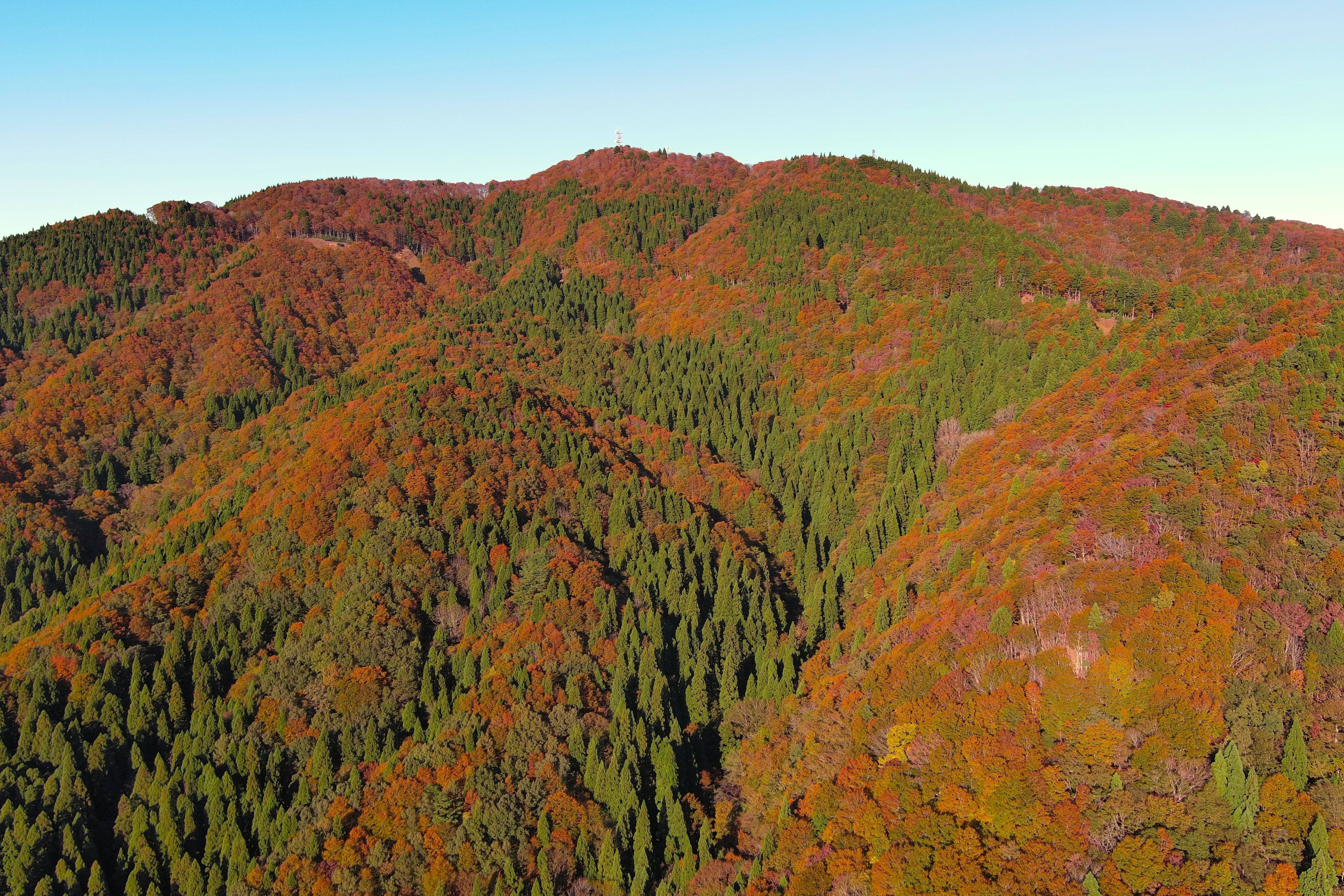 水山国有林の紅葉