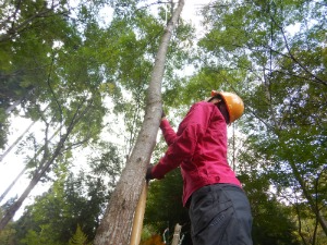 試験地でセンダンの樹高測定_インターンシップ
