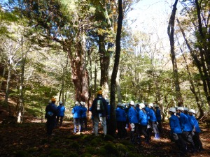 巨木の先代スギを観察_国有林見学1年生