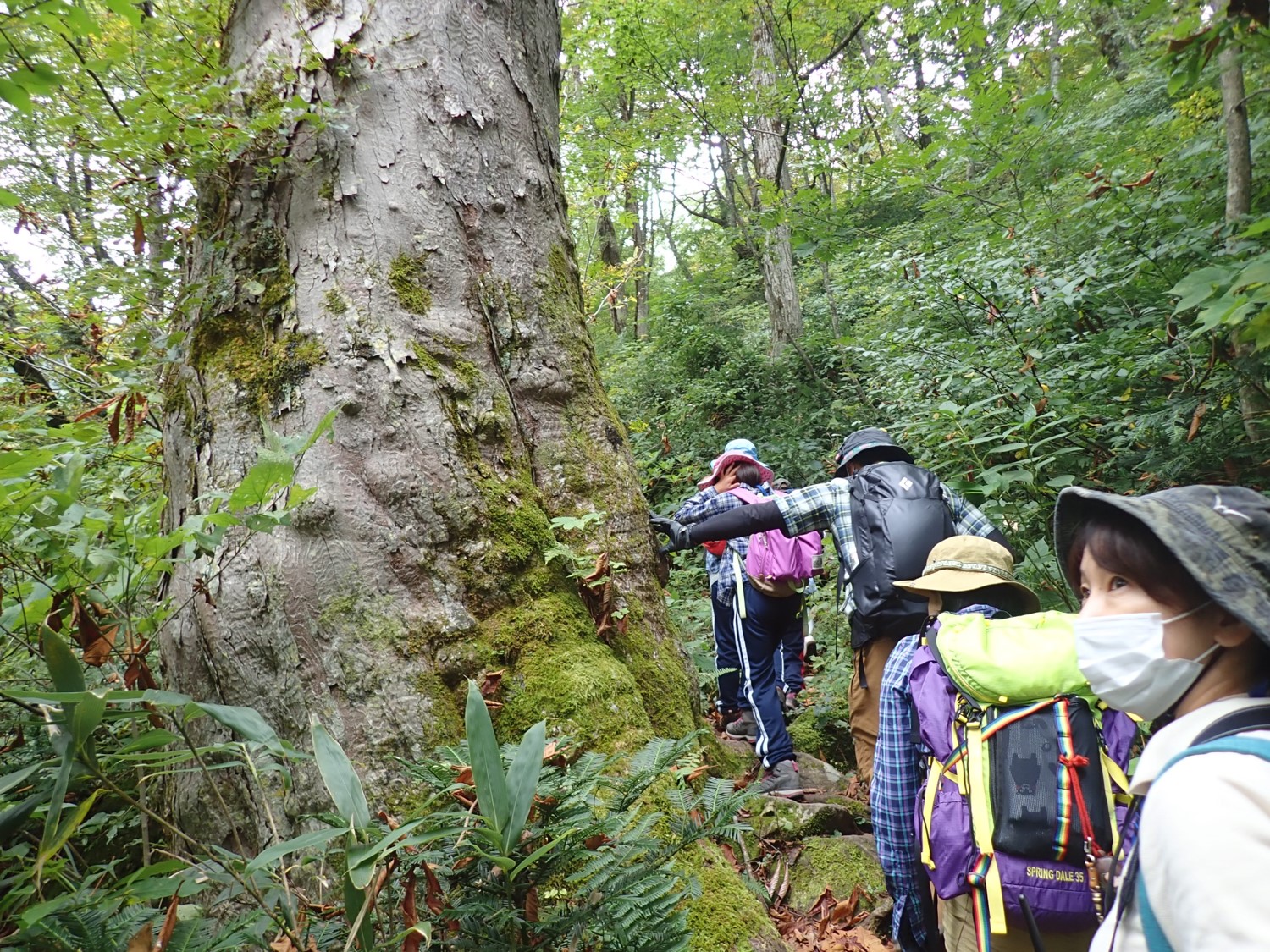 六万山国有林内を歩いている様子