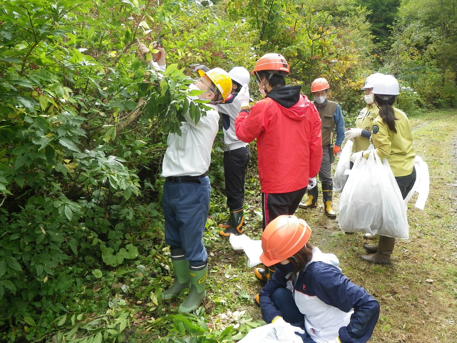 タニウツギ等の種子採取