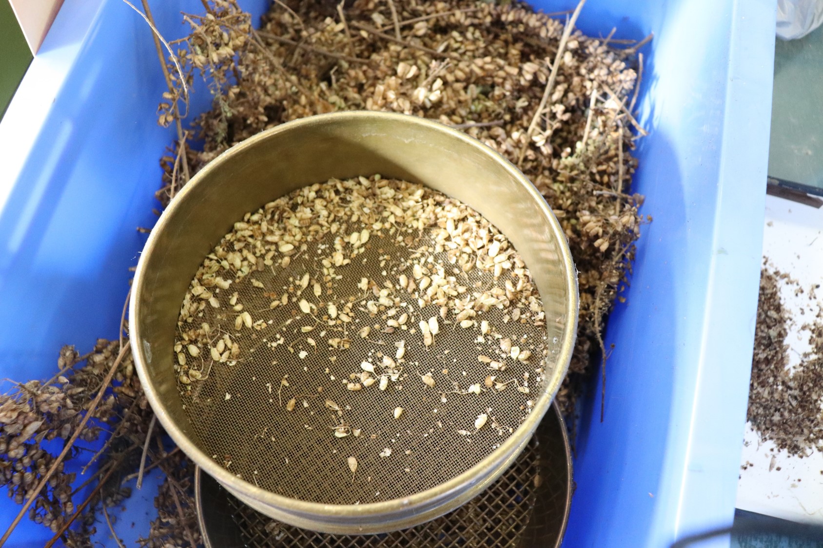 篩(ふるい)にかけ精選中の種子