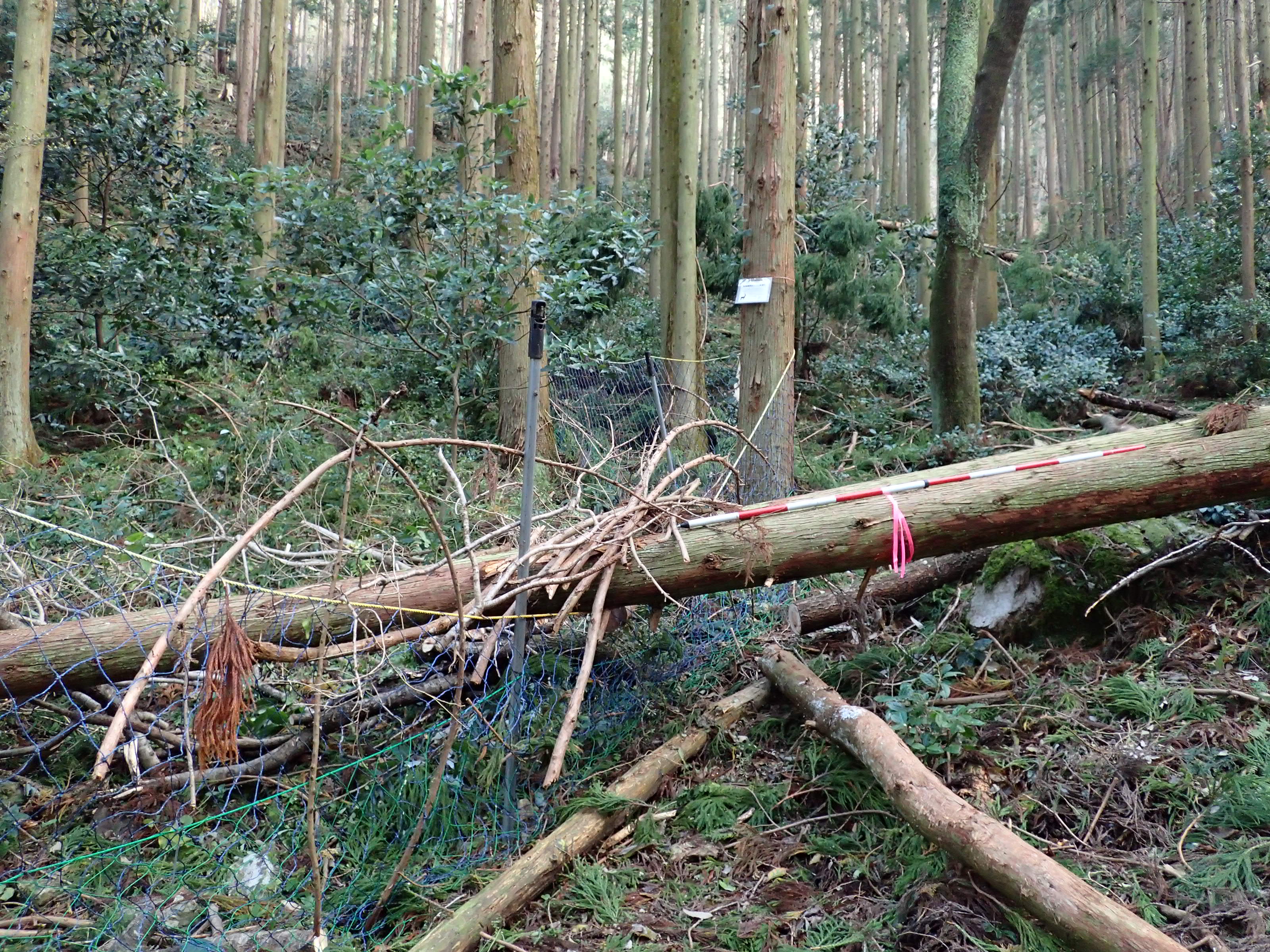 防護柵にかかった倒木