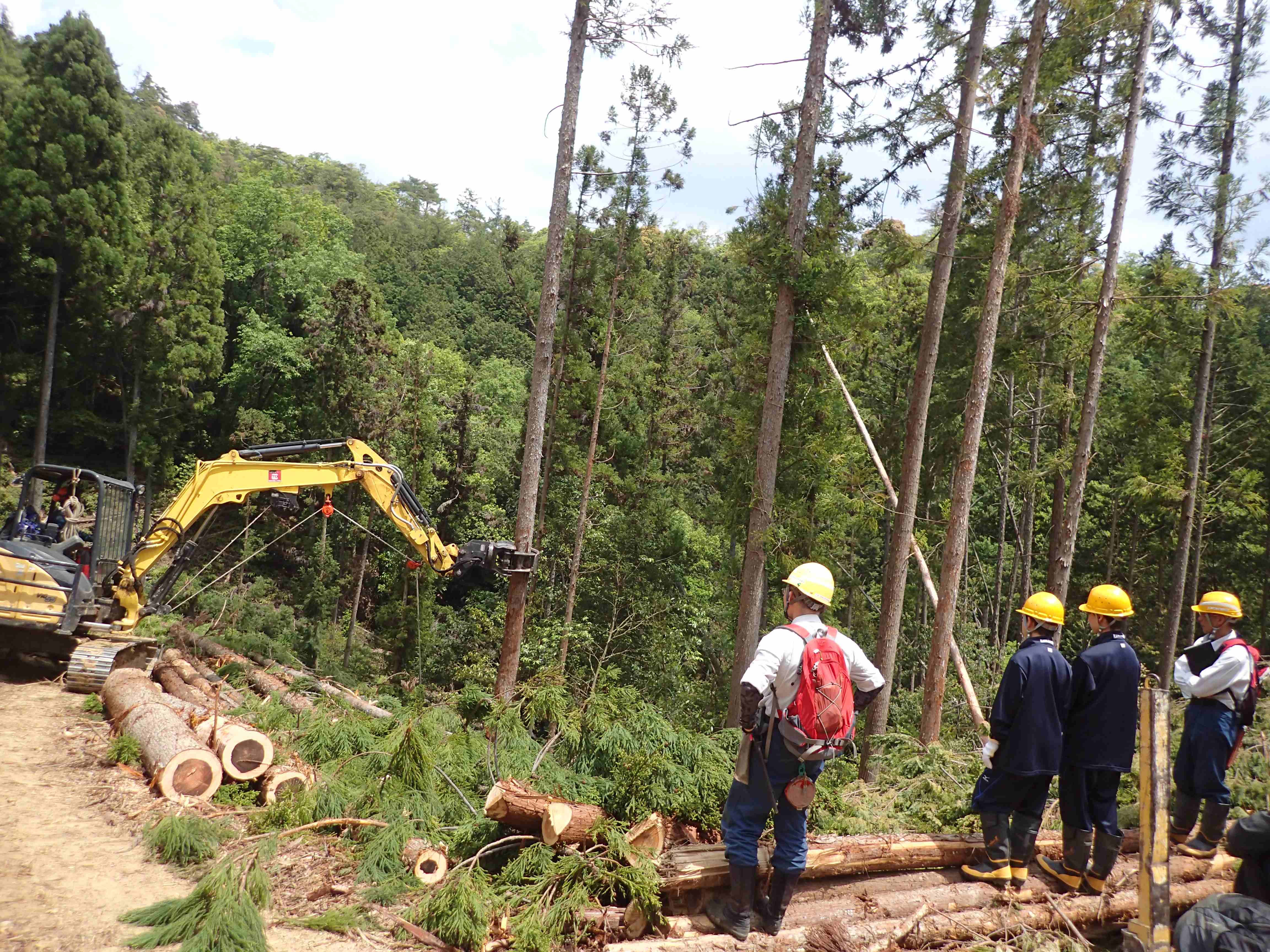 ハーベスタによる伐採
