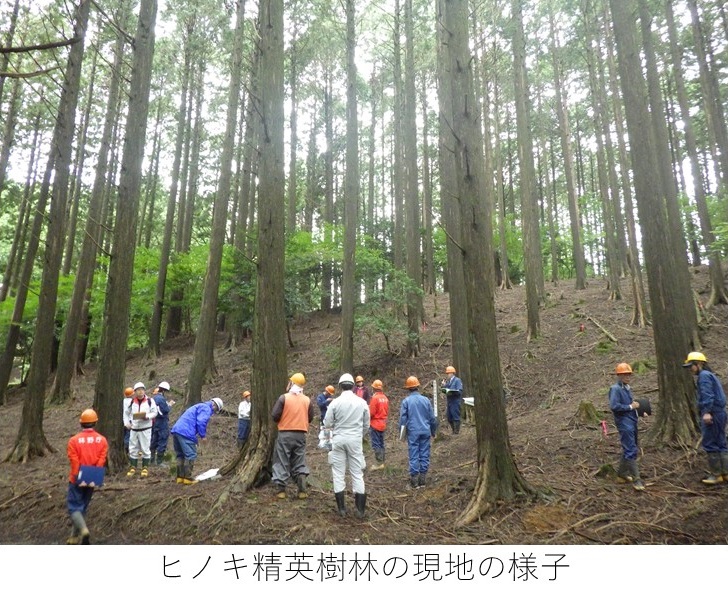 ヒノキ精英樹林の現地の様子