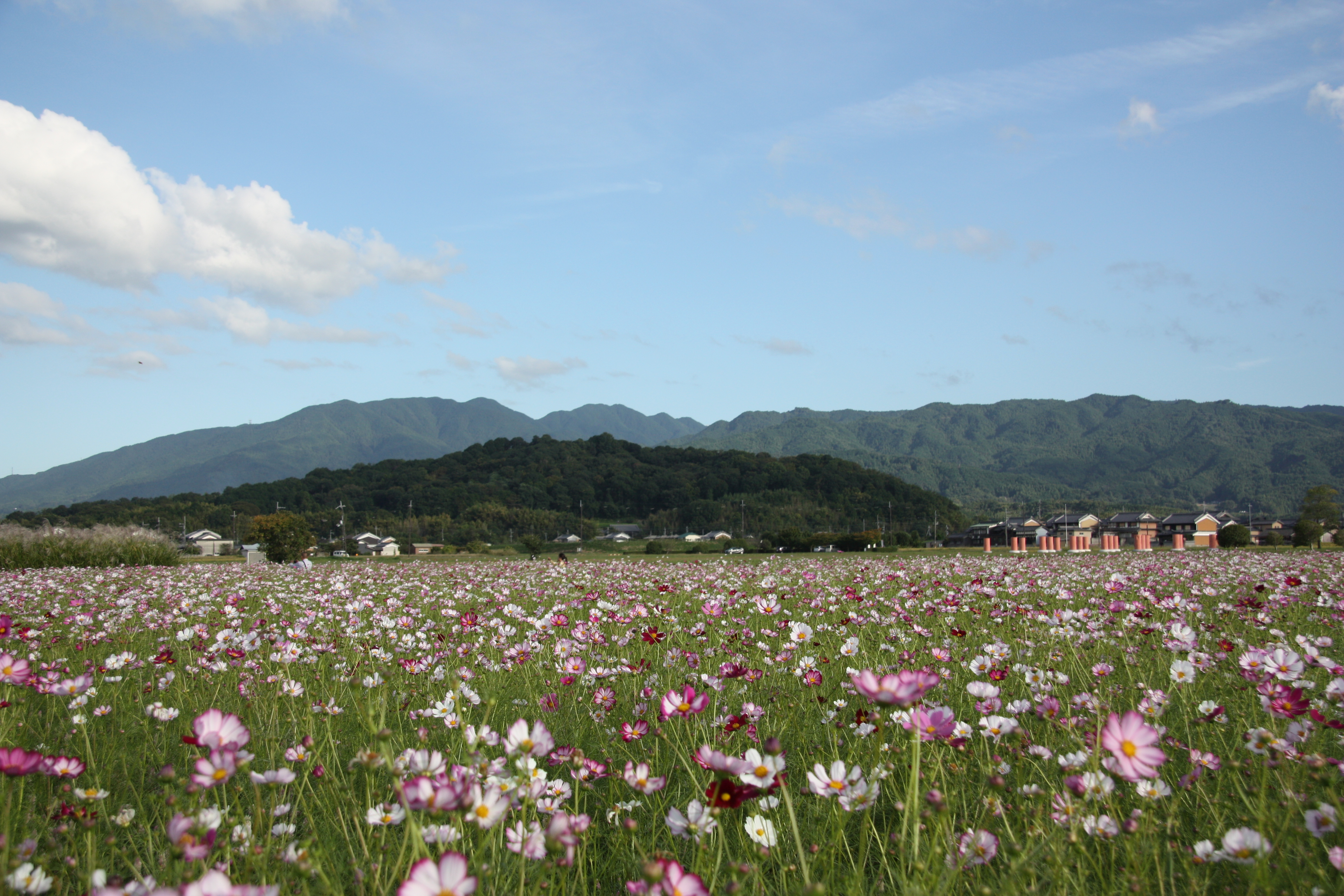 大和三山風景林のうちの香久山の全景