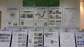 「和泉葛城山ブナ林」調査・保全活動紹介パネル