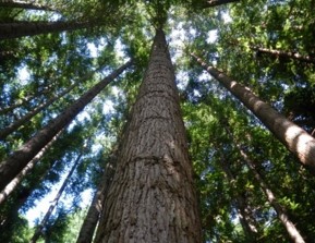 庄原市私有林のコウヨウザン