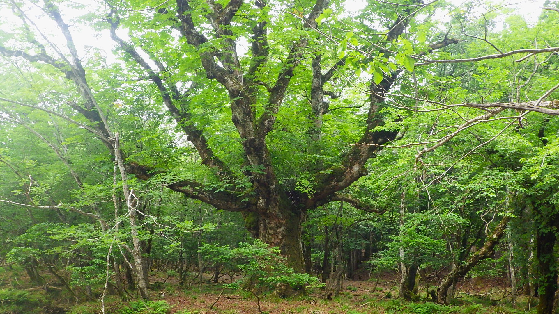 沖ノ山の大栃