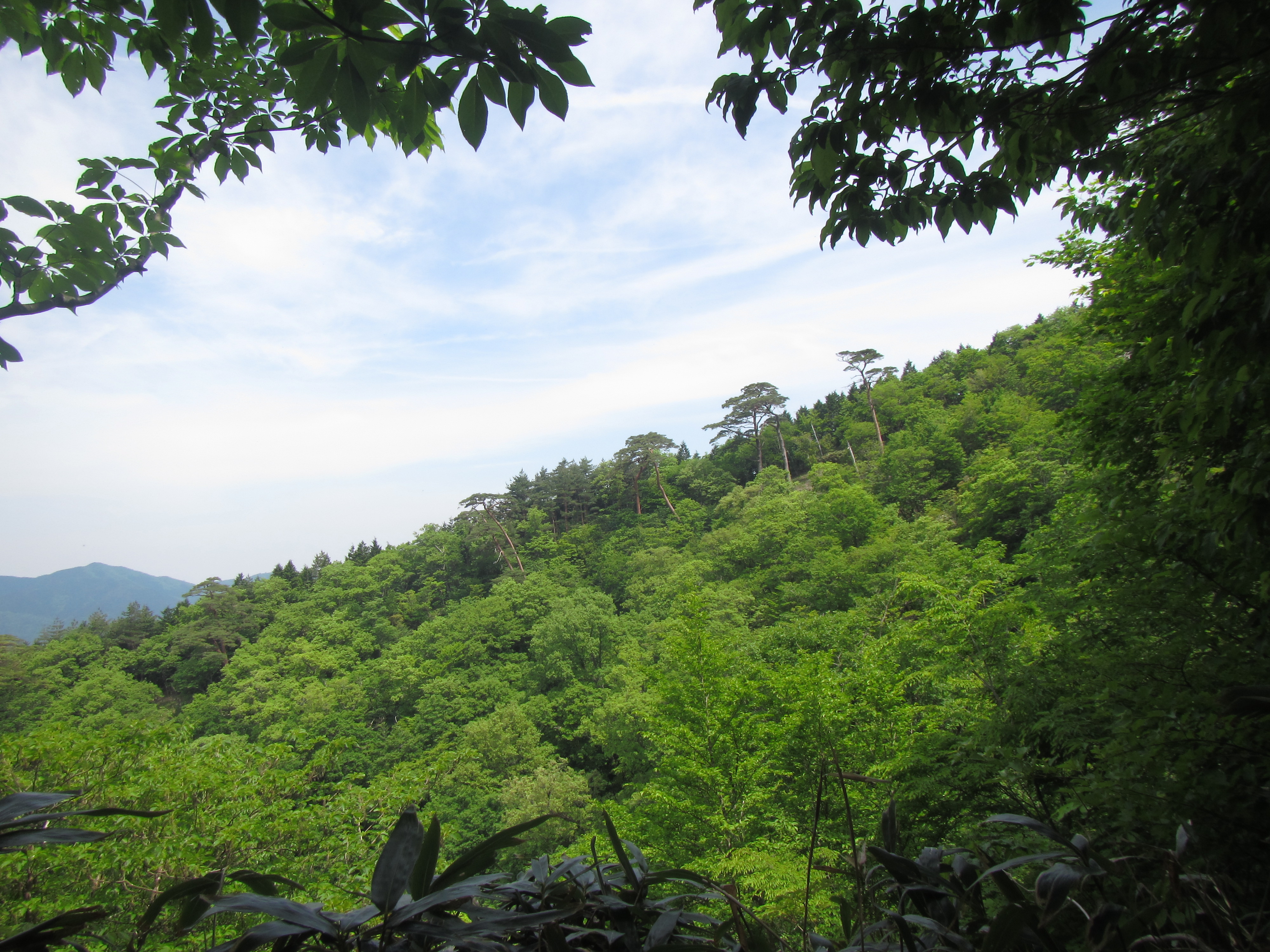 登山道からのぞく『滑マツ』