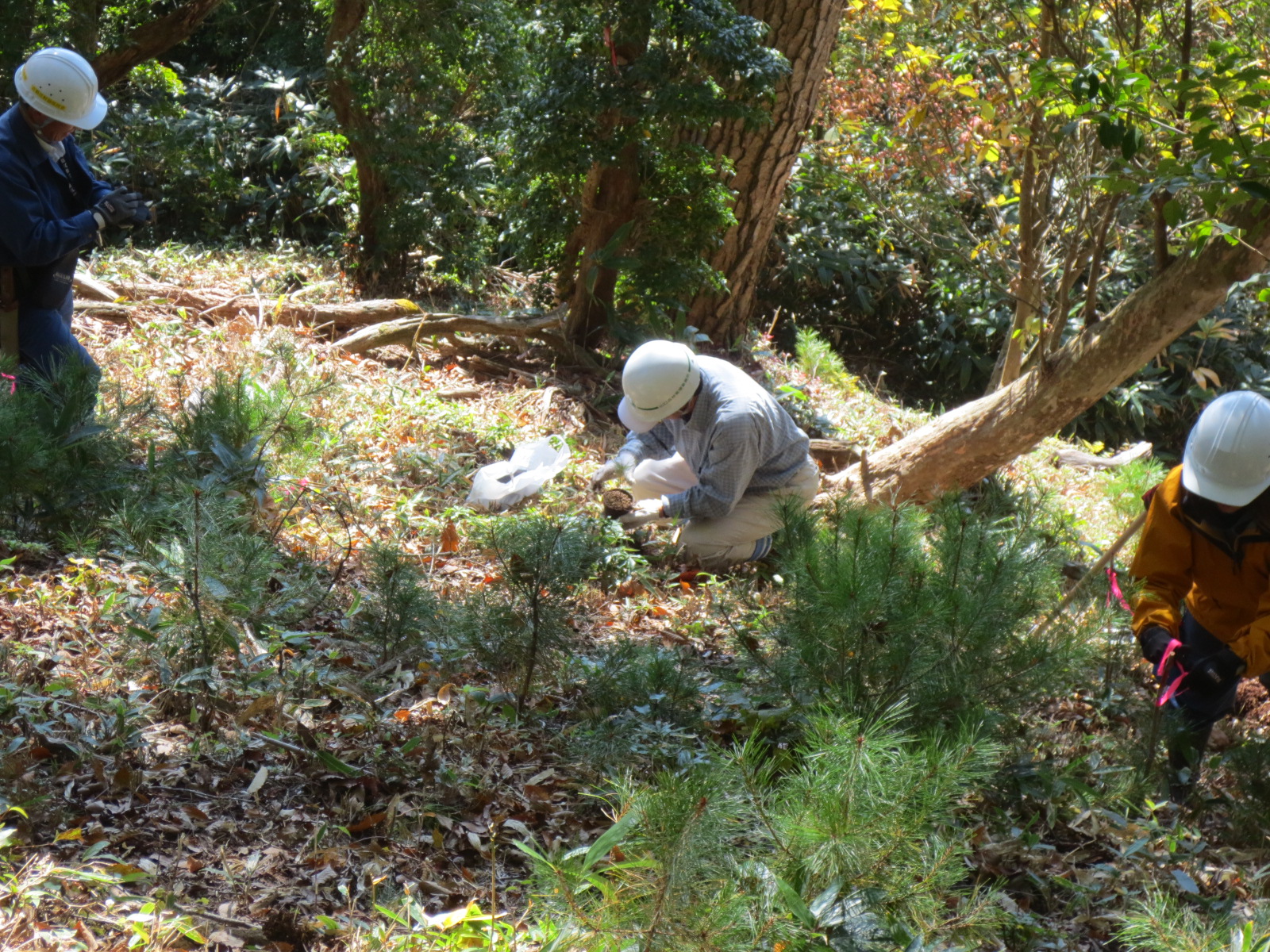 稚樹植栽の様子