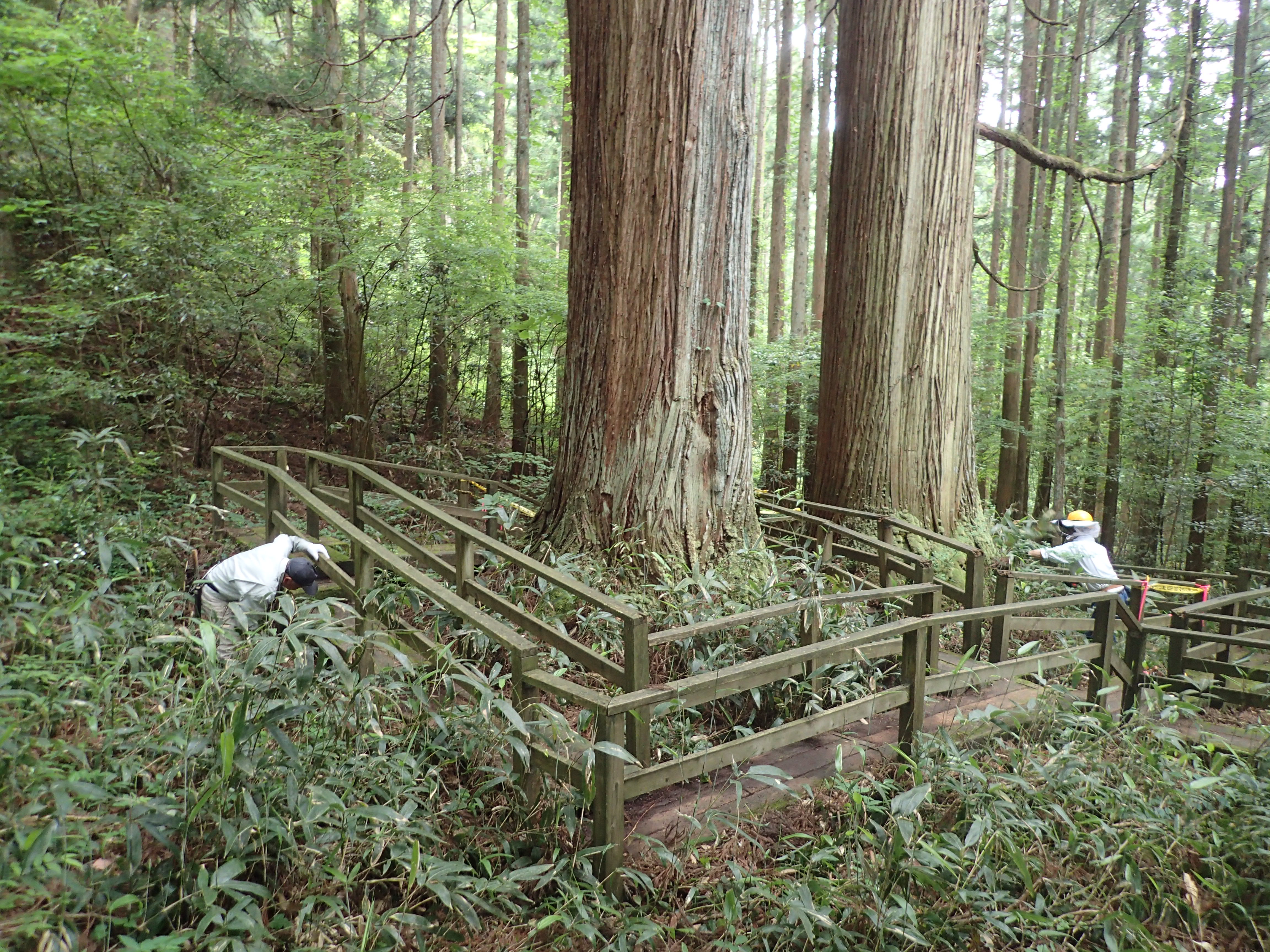 三本杉周辺での清掃活動