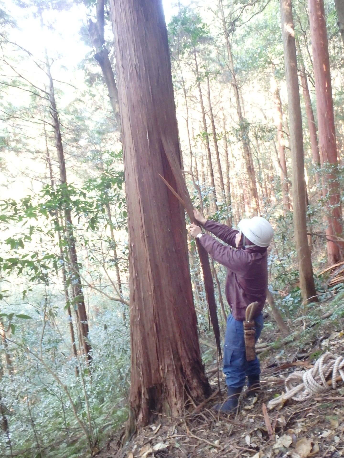 引き剥がす