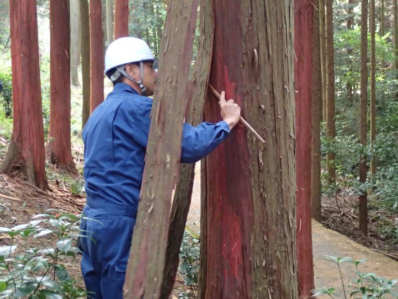 原皮師が檜皮を剥ぎ始める様子