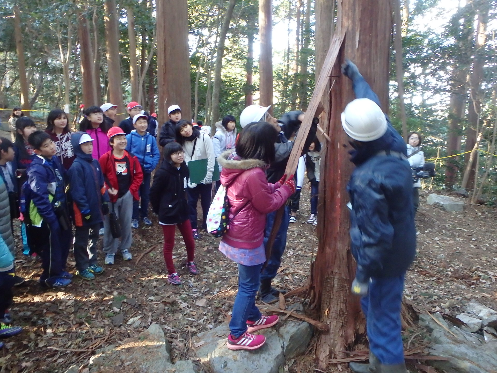 小学生が檜皮を剥ぐ作業に挑戦する様子