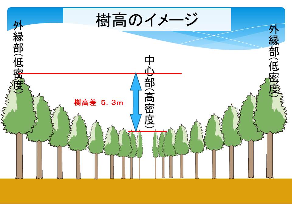 樹高のイメージ