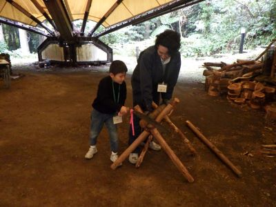 選んだ樹木を輪切りに