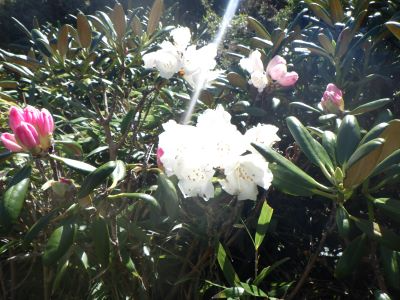 投石平周辺 開花状況