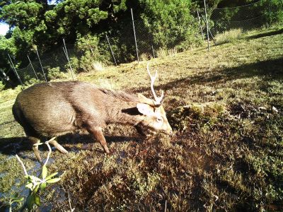 ヤクシカによる湿原での探餌