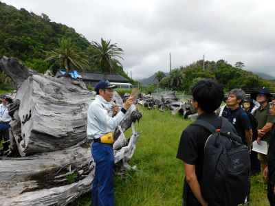 ヤクスギ土埋木について説明