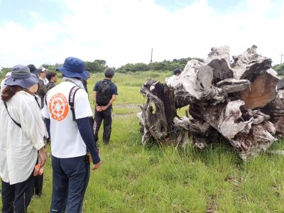 ヤクスギの人気度は高い