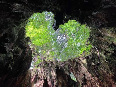 有名なハート（ウィルソン株）