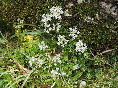 ツクシゼリの花