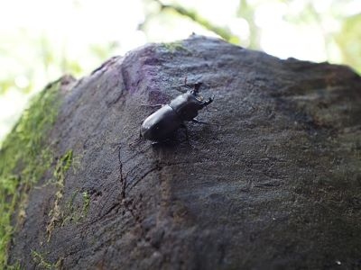 ヤクシマオニクワガタ