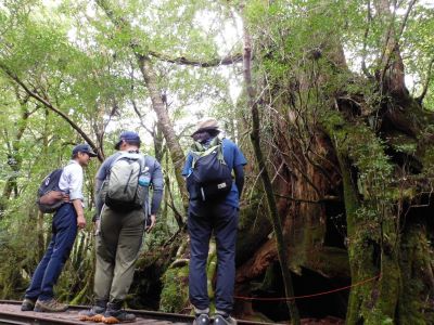 切り株更新の説明