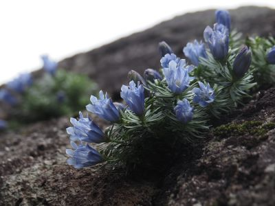 ヤクシマリンドウも開花