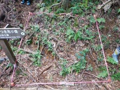 植生調査プロットNo２