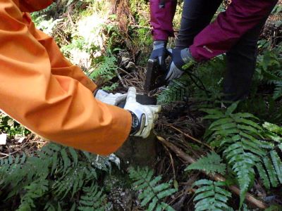 外来種アブラギリの駆除作業状況-2