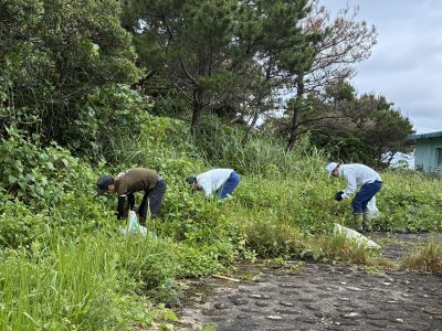  アメリカハマグルマだけを根から抜き取る作業