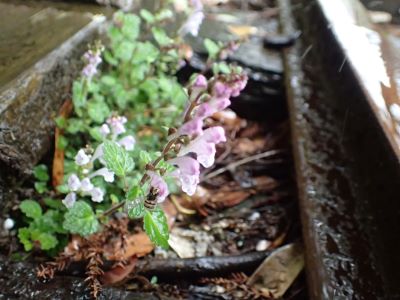 植物の状況把握（ﾔｸｼﾏﾀﾂﾅﾐ）