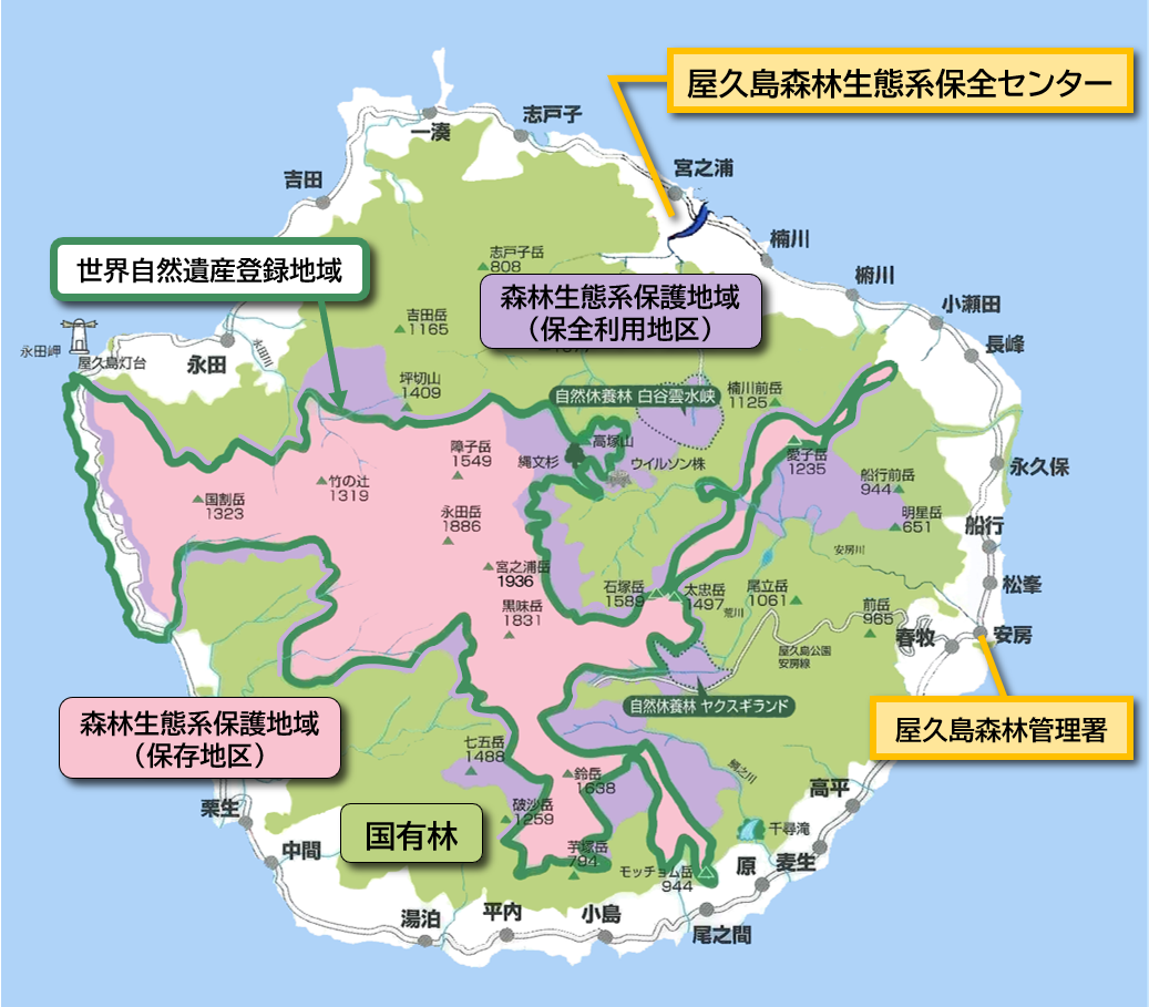 屋久島の国有林