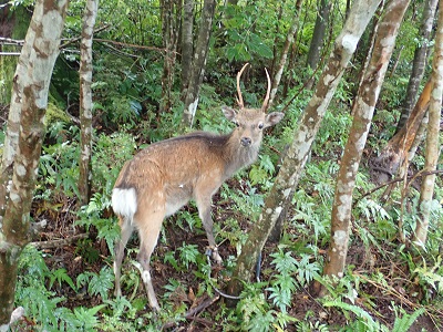 シカ捕獲