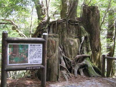 レク森_ヤクスギランド屋久杉切株