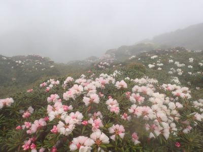 永田岳周辺の開花状況