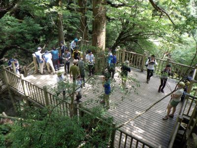 縄文杉を観賞する登山客