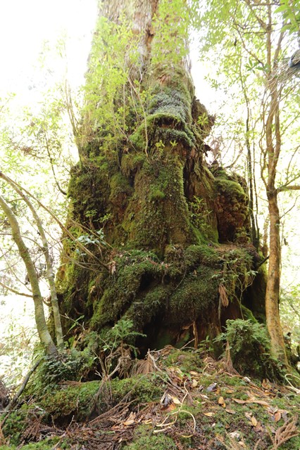 小田杉