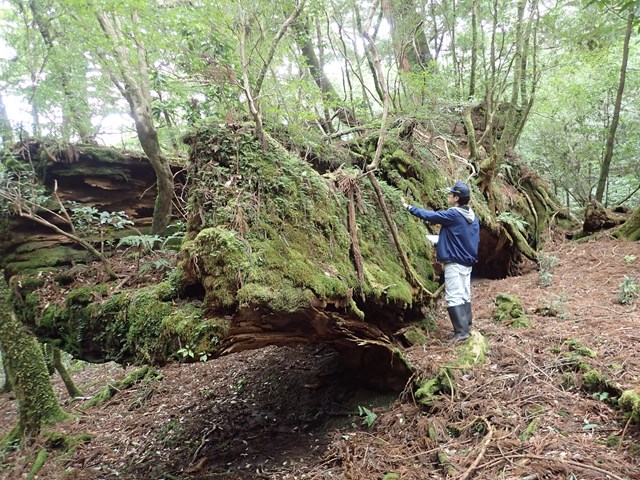 大洞杉