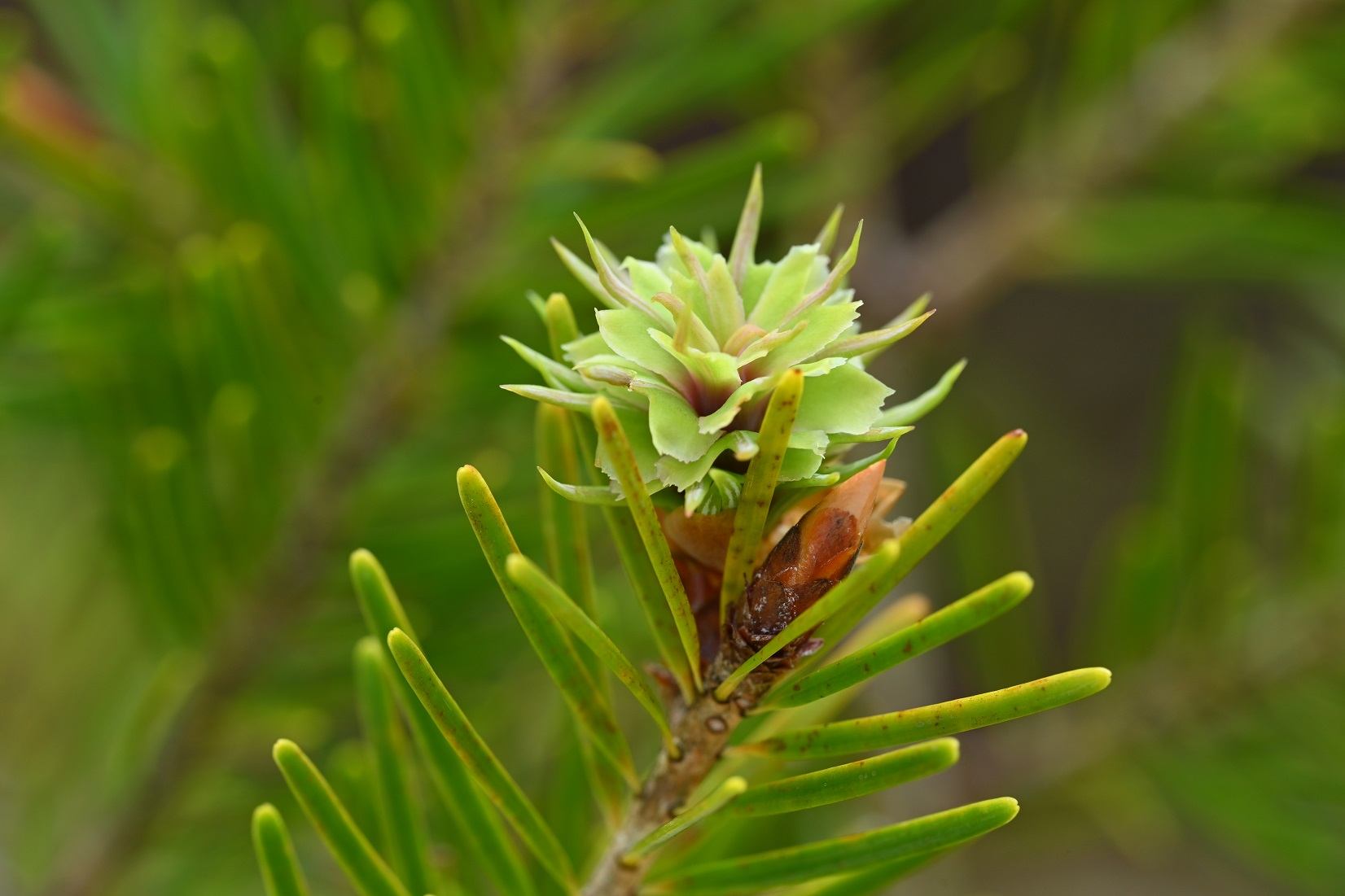 トガサワラ開花枝（雌花アップ）_20250329＠熊押山（猿押林道） width=