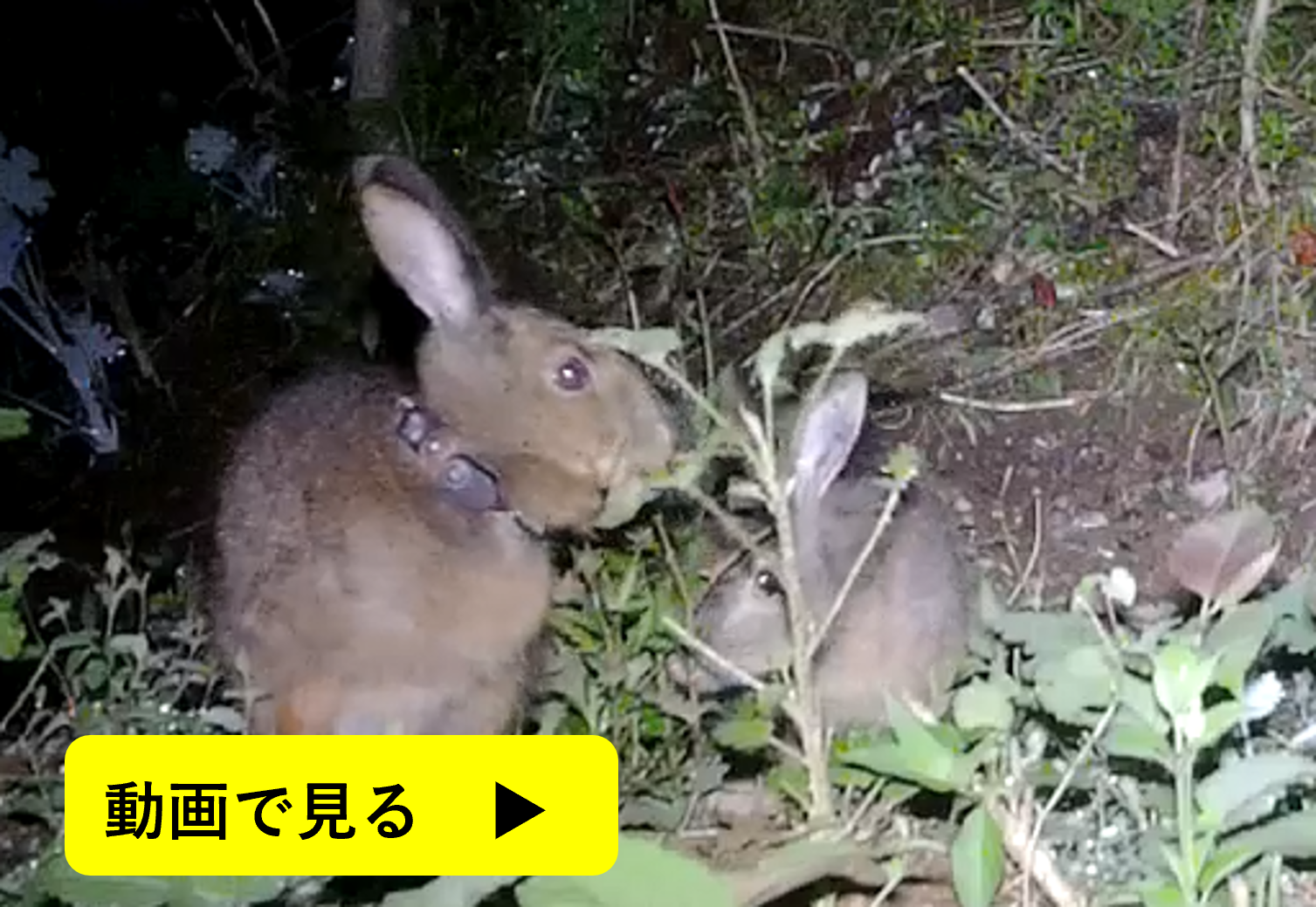 ウサギ