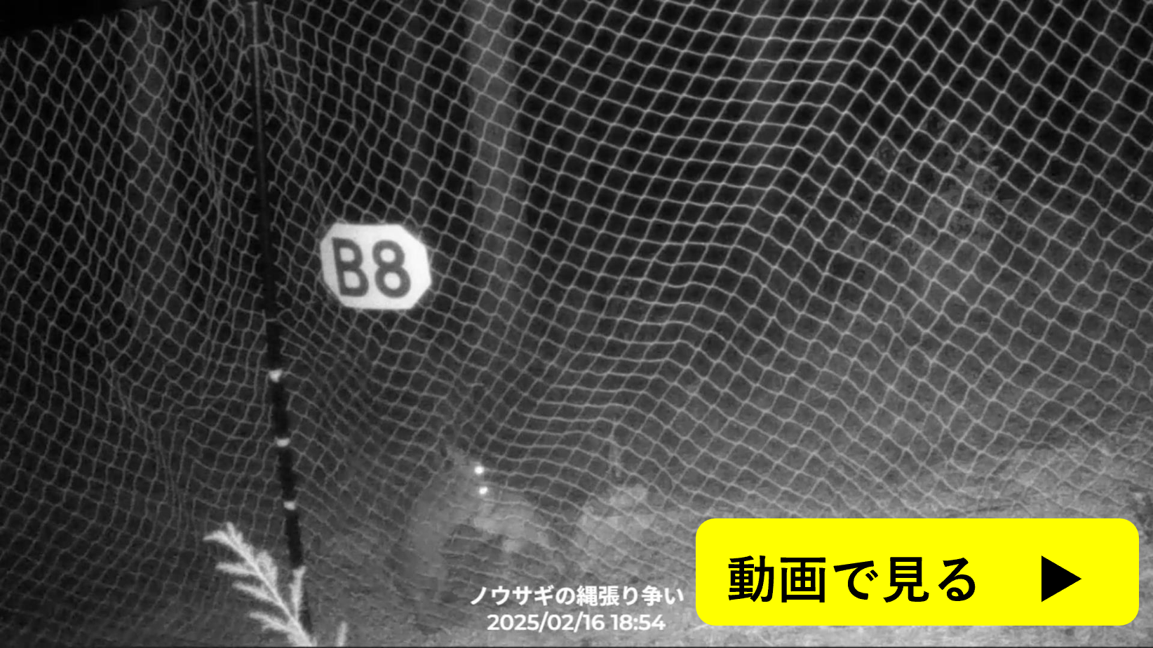 ノウサギの縄張り争い動画