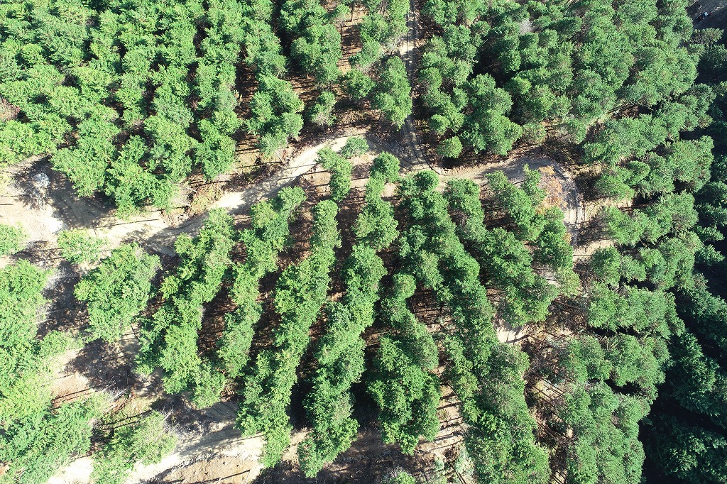 ドローンにより列状間伐実施地域の空撮写真