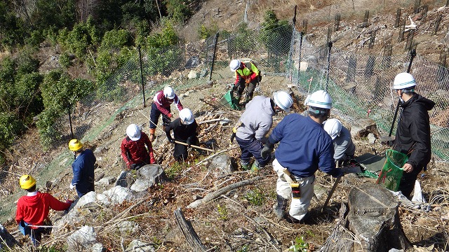 獣害防護ネット内の苗木植付け状況