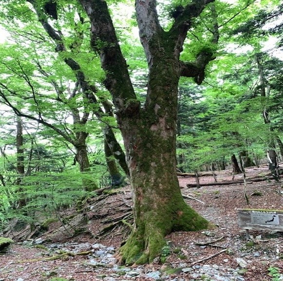 トチノキ