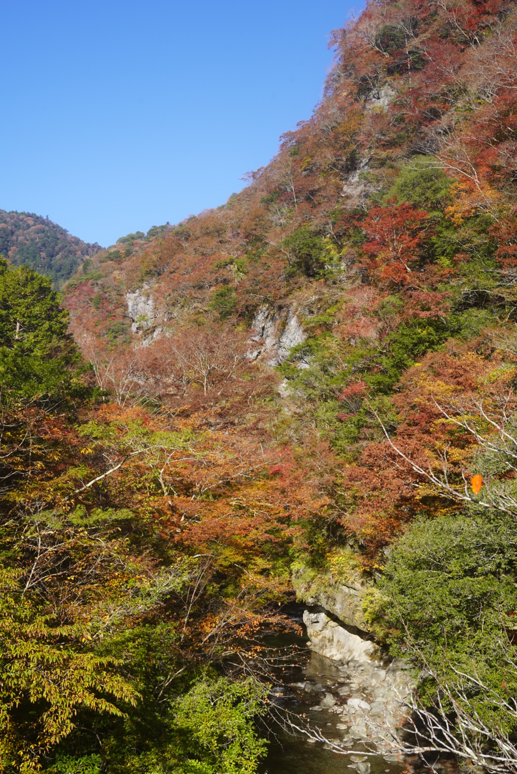 別府渓谷風景林