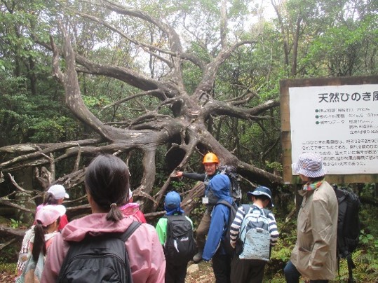 05親子登山イベントでグリーンサポートスタッフが参加者に風倒根(風倒木の根張り)の説明をしている様子
